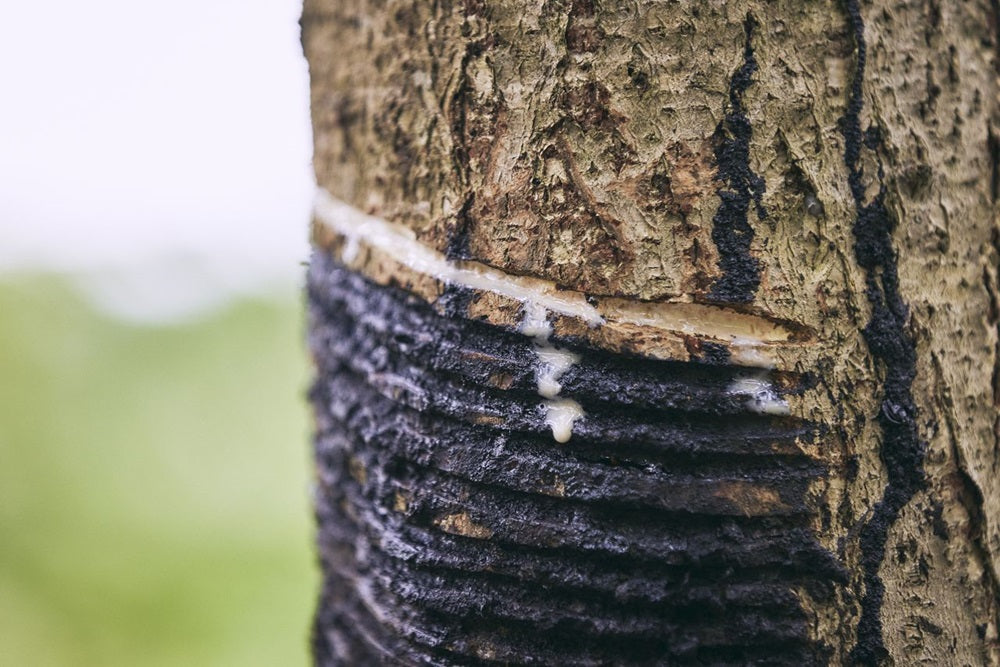 The Tree That Cries Gold: The Hidden Origins of Natural Lacquer